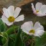 Fotografia 5 da espécie Ranunculus calandrinioides do Jardim Botânico UTAD