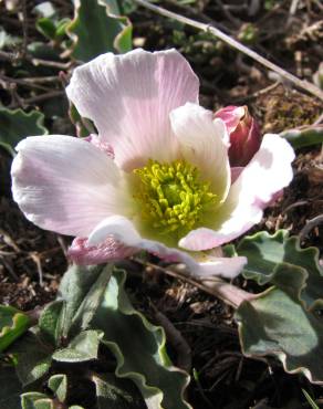 Fotografia 1 da espécie Ranunculus calandrinioides no Jardim Botânico UTAD