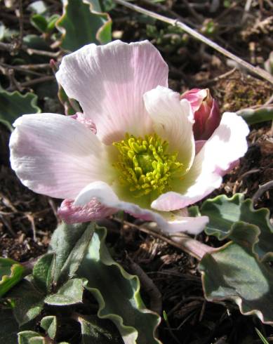 Fotografia de capa Ranunculus calandrinioides - do Jardim Botânico