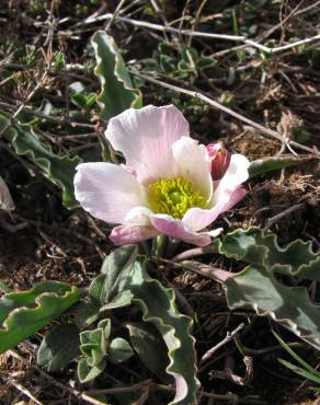 Fotografia 6 da espécie Ranunculus calandrinioides no Jardim Botânico UTAD