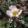 Fotografia 6 da espécie Ranunculus calandrinioides do Jardim Botânico UTAD