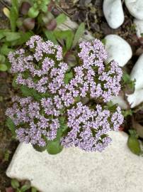 Fotografia da espécie Centranthus calcitrapae subesp. calcitrapae