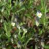 Fotografia 12 da espécie Viola kitaibeliana do Jardim Botânico UTAD