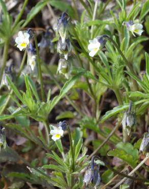 Fotografia 15 da espécie Viola kitaibeliana no Jardim Botânico UTAD