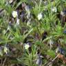 Fotografia 15 da espécie Viola kitaibeliana do Jardim Botânico UTAD
