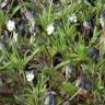 Fotografia 16 da espécie Viola kitaibeliana do Jardim Botânico UTAD