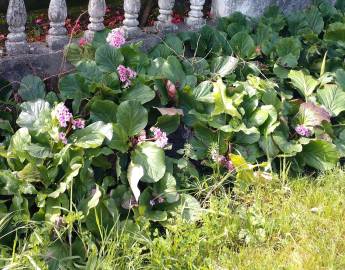 Fotografia da espécie Bergenia cordifolia