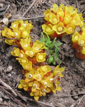 Fotografia 8 da espécie Cytinus hypocistis subesp. macranthus no Jardim Botânico UTAD