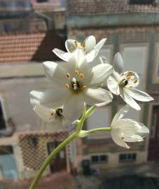 Fotografia da espécie Ornithogalum thyrsoides