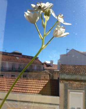 Fotografia 15 da espécie Ornithogalum thyrsoides no Jardim Botânico UTAD