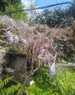 Fotografia 13 da espécie Wisteria sinensis no Jardim Botânico UTAD