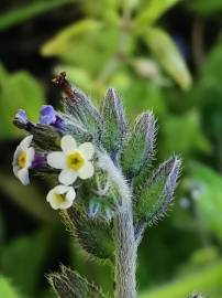 Fotografia da espécie Myosotis discolor subesp. discolor