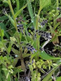 Fotografia da espécie Myosotis discolor subesp. discolor