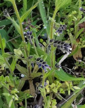 Fotografia 7 da espécie Myosotis discolor subesp. discolor no Jardim Botânico UTAD