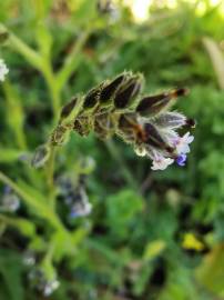 Fotografia da espécie Myosotis discolor subesp. discolor