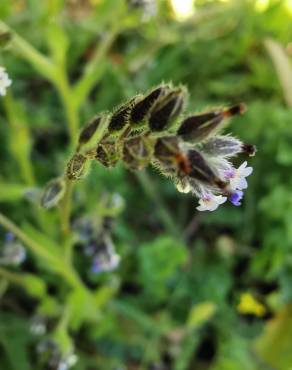 Fotografia 8 da espécie Myosotis discolor subesp. discolor no Jardim Botânico UTAD