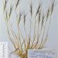 Fotografia 1 de herbário da espécie Aegilops triuncialis no Jardim Botânico UTAD