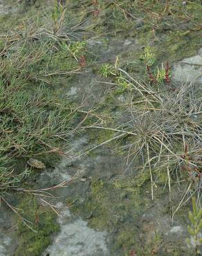 Fotografia 3 da espécie Puccinellia maritima no Jardim Botânico UTAD