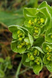 Fotografia da espécie Euphorbia helioscopia subesp. helioscopia