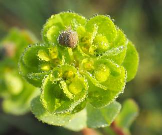 Fotografia da espécie Euphorbia helioscopia subesp. helioscopia