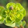 Fotografia 18 da espécie Euphorbia helioscopia subesp. helioscopia do Jardim Botânico UTAD
