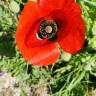 Fotografia 14 da espécie Papaver rhoeas do Jardim Botânico UTAD