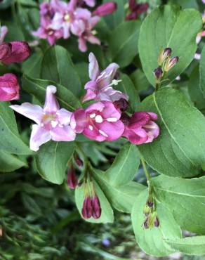 Fotografia 17 da espécie Weigela florida no Jardim Botânico UTAD