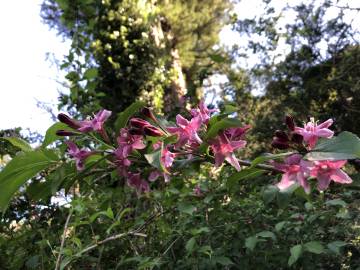 Fotografia da espécie Weigela florida