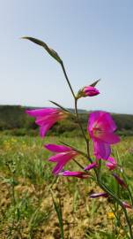 Fotografia da espécie Gladiolus italicus