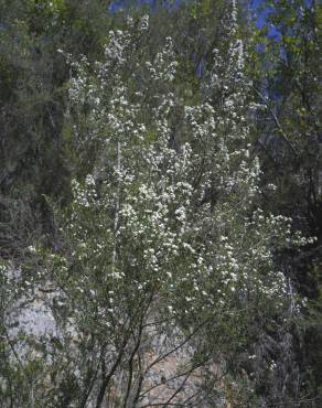 Fotografia 9 da espécie Erica arborea no Jardim Botânico UTAD