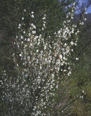 Fotografia 10 da espécie Cytisus multiflorus no Jardim Botânico UTAD