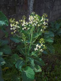 Fotografia da espécie Brassica oleracea