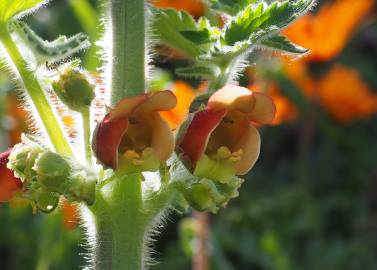 Fotografia da espécie Scrophularia grandiflora