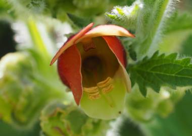 Fotografia da espécie Scrophularia grandiflora