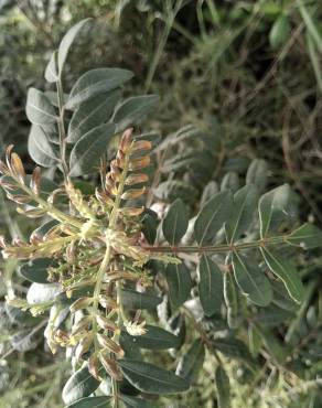 Fotografia 17 da espécie Pistacia lentiscus no Jardim Botânico UTAD