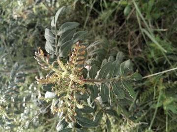 Fotografia da espécie Pistacia lentiscus