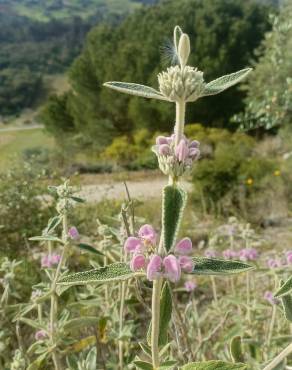 Fotografia 13 da espécie Phlomis purpurea no Jardim Botânico UTAD