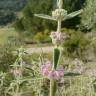 Fotografia 13 da espécie Phlomis purpurea do Jardim Botânico UTAD