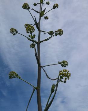 Fotografia 3 da espécie Ferula communis subesp. catalaunica no Jardim Botânico UTAD