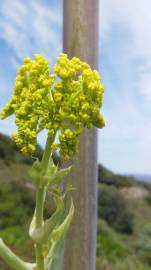 Fotografia da espécie Ferula communis subesp. catalaunica