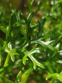 Fotografia da espécie Ferula communis subesp. catalaunica