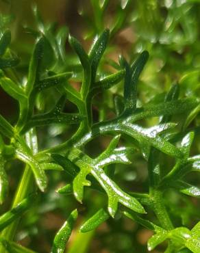 Fotografia 8 da espécie Ferula communis subesp. catalaunica no Jardim Botânico UTAD