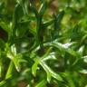 Fotografia 8 da espécie Ferula communis subesp. catalaunica do Jardim Botânico UTAD