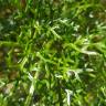 Fotografia 9 da espécie Ferula communis subesp. catalaunica do Jardim Botânico UTAD