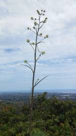 Fotografia da espécie Ferula communis subesp. catalaunica