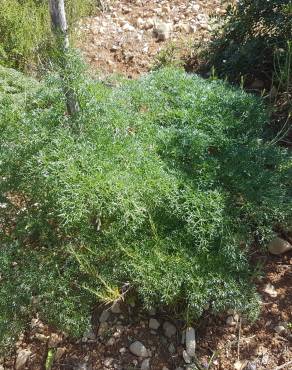 Fotografia 11 da espécie Ferula communis subesp. catalaunica no Jardim Botânico UTAD