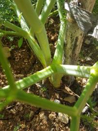 Fotografia da espécie Ferula communis subesp. catalaunica