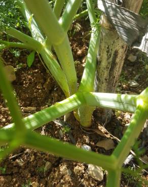 Fotografia 12 da espécie Ferula communis subesp. catalaunica no Jardim Botânico UTAD