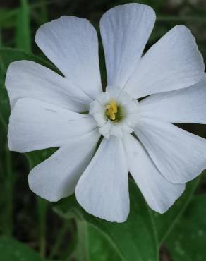 Fotografia 19 da espécie Silene latifolia no Jardim Botânico UTAD