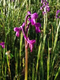 Fotografia da espécie Orchis morio